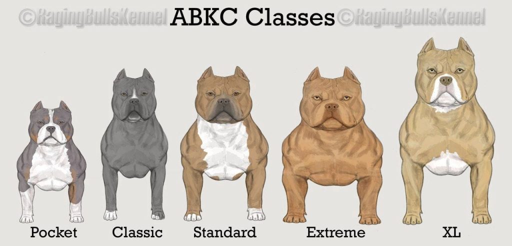 Understanding the Difference Between a Micro Bully and a Pocket Bully: A Guide to American Bullies