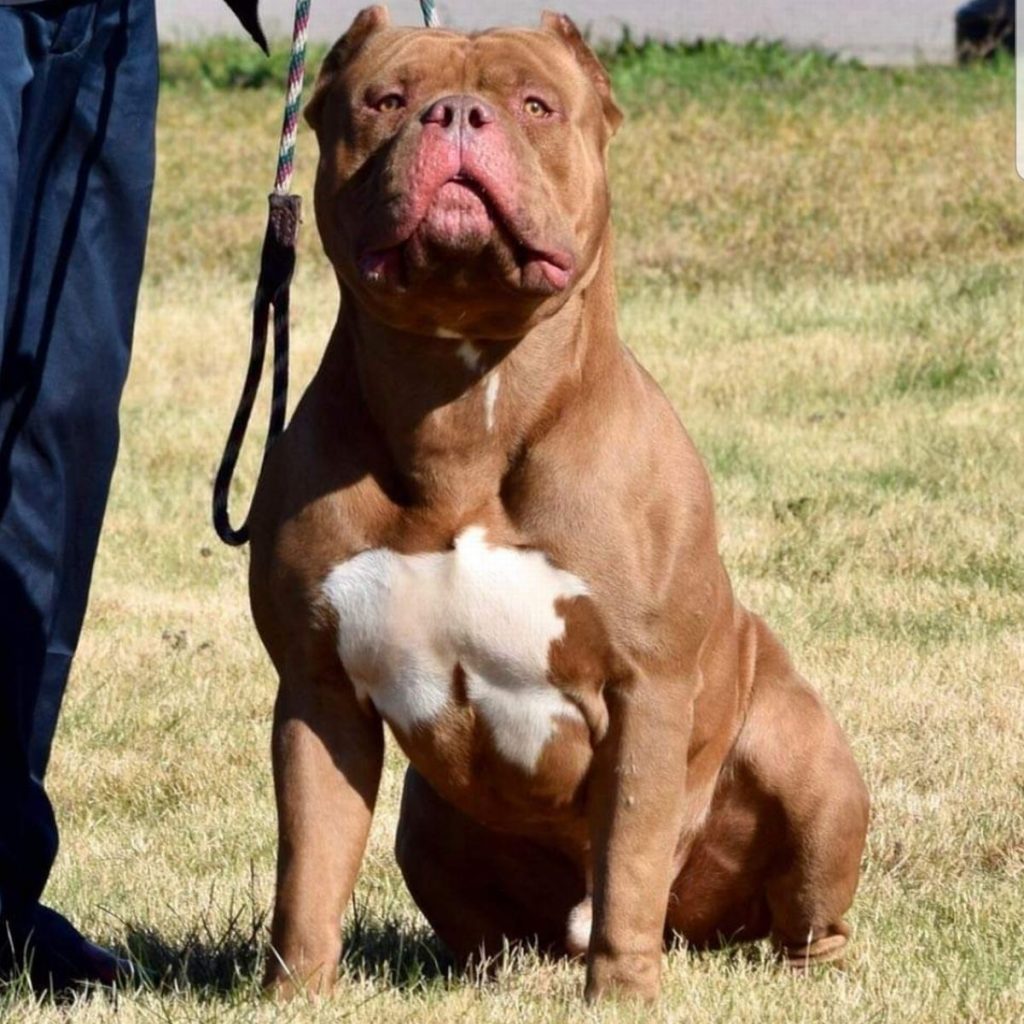 XL Bully breeds are currently not banned in the UK