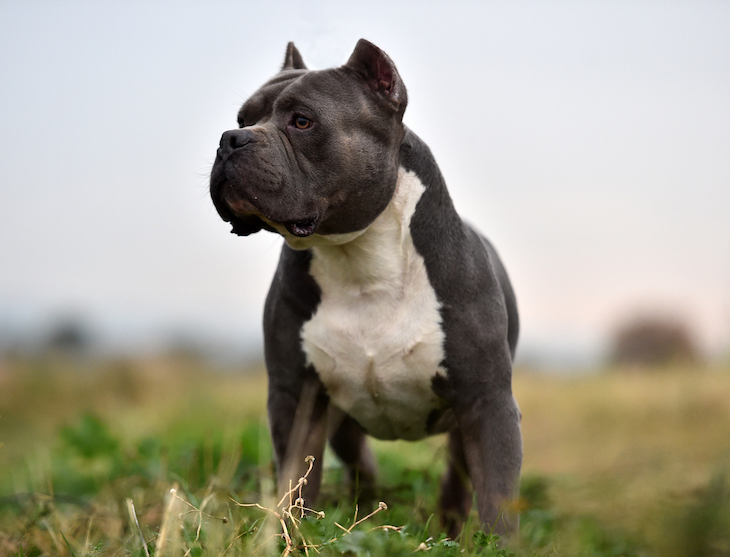 XL Bully breeds are currently not banned in the UK