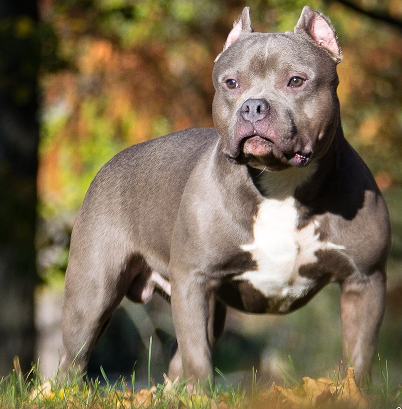 XXL American Bully: A Popular Breed in the US, England, and Australia