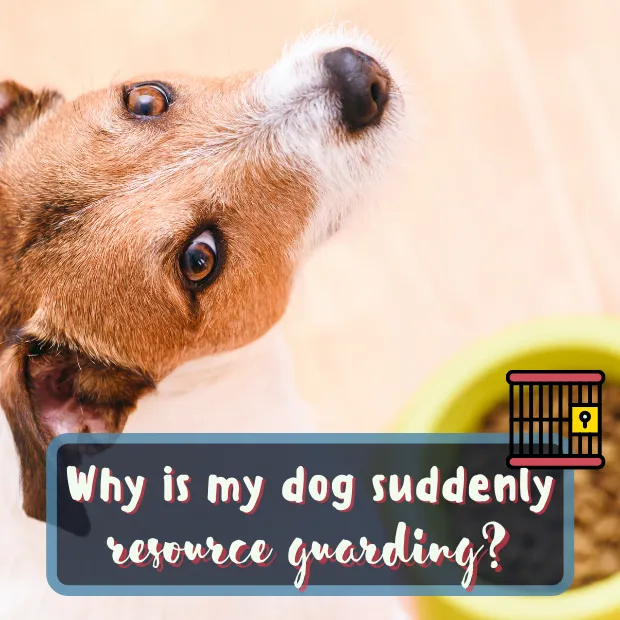 5 Causes Of Sudden Resource Guarding In Dogs?