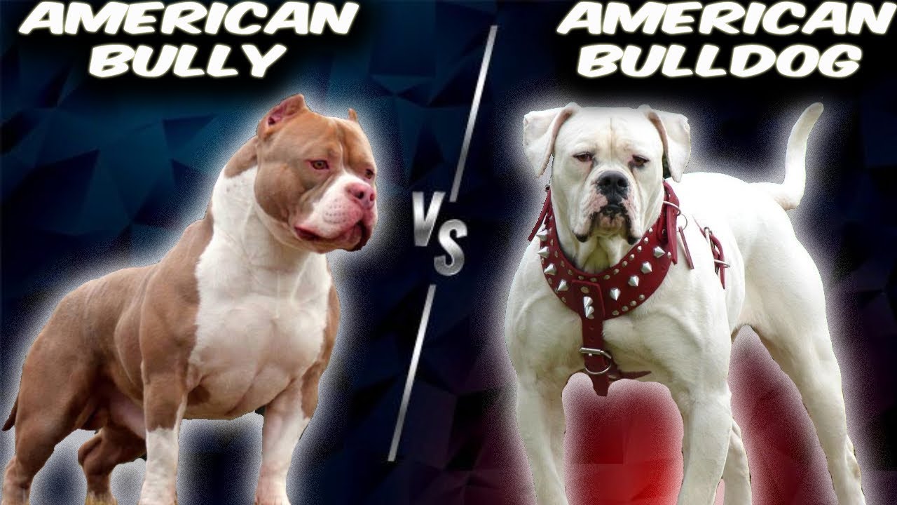 American Bully And American Bulldog?
