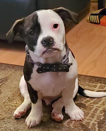 American Bully And Chihuahua Mix?