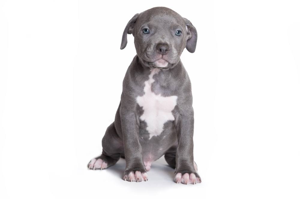 American Bully And Pitbull Mix Puppy?