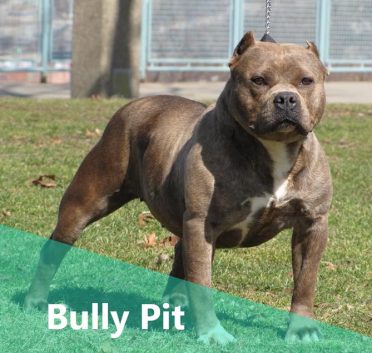 American Bully And Pitbull Mix Puppy?