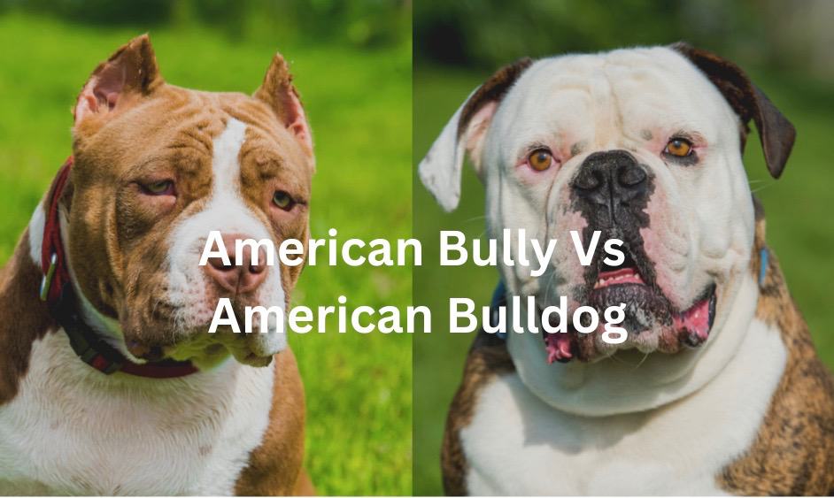 American Bully Vs English Bulldog?