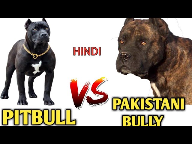 American Bully Vs Pakistani Bully?