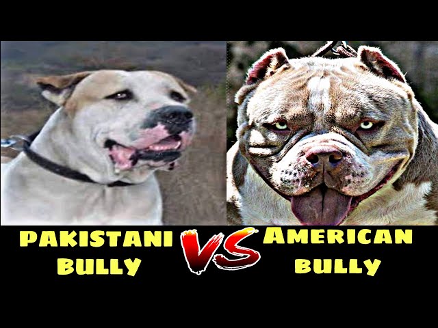 American Bully Vs Pakistani Bully?