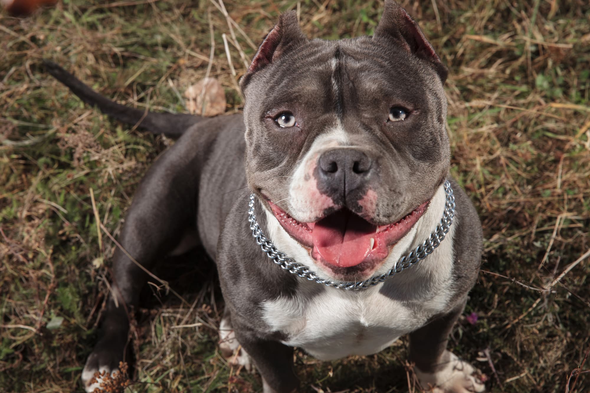 Are American Bully Friendly?