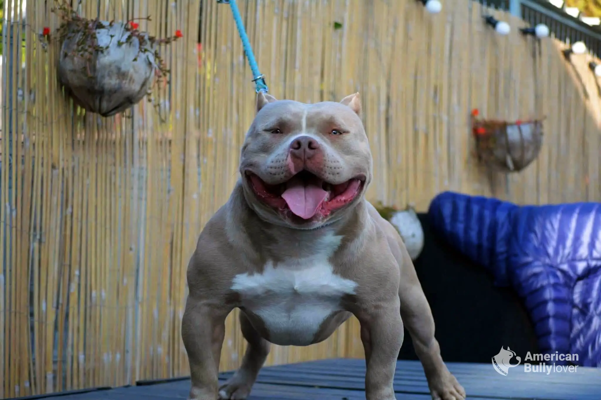 Are American Bully Friendly?