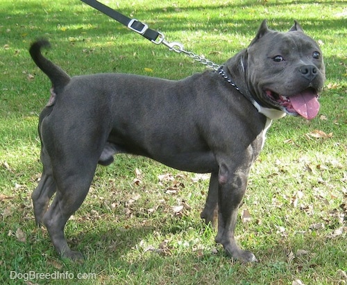 Are American Bully Good Guard Dogs?