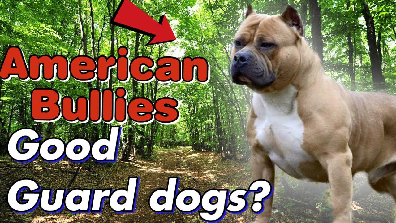 Are American Bully Good Guard Dogs?