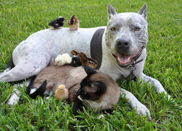 Are American Bully Good With Cats?