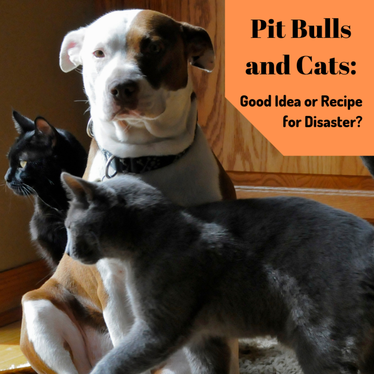 Are American Bully Good With Cats?