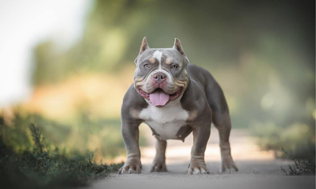 Are American Bully Hypoallergenic?