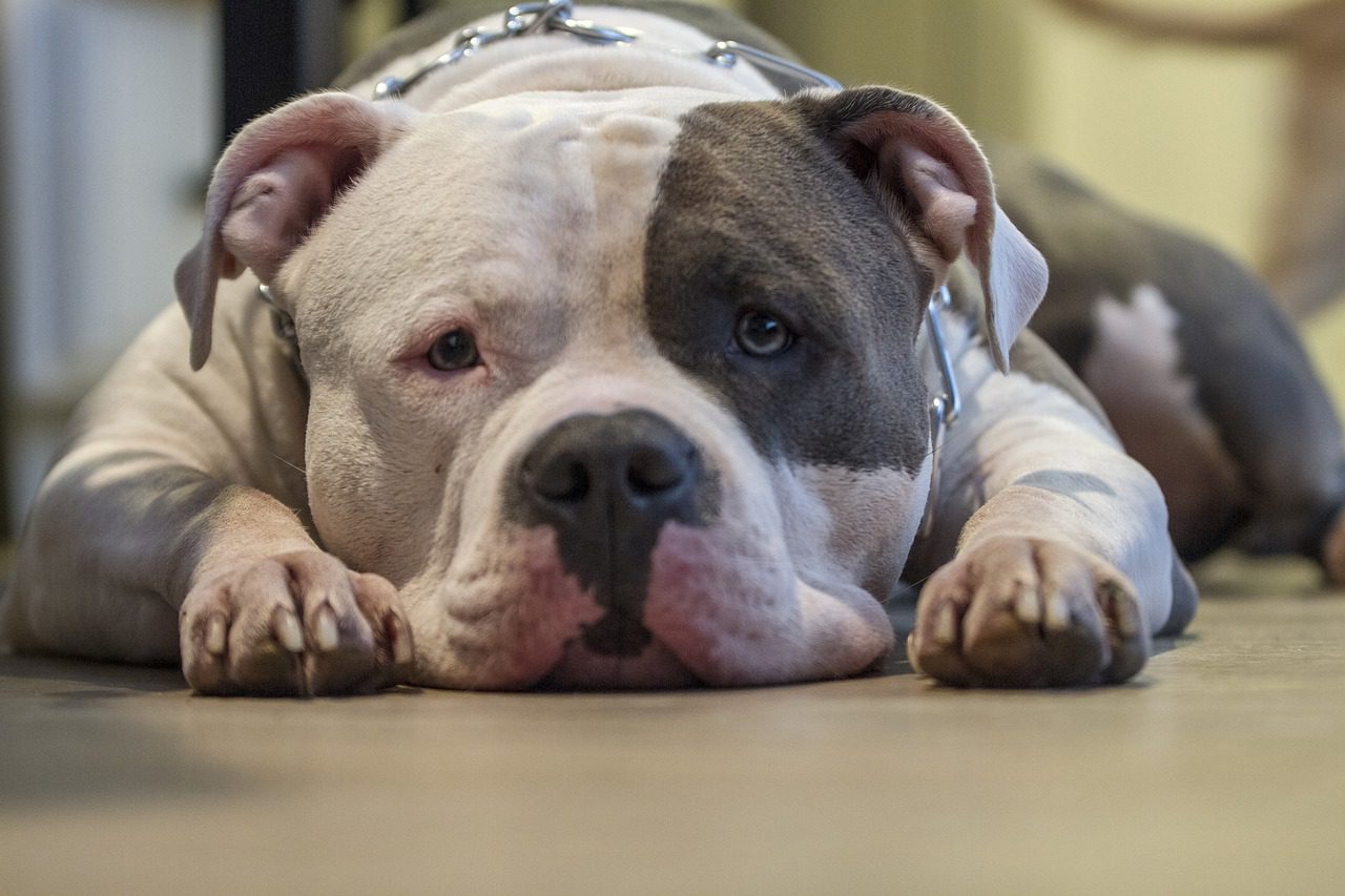 Are American Bully Hypoallergenic?