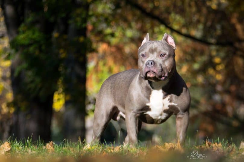 Are American Bully Puppies Lazy?