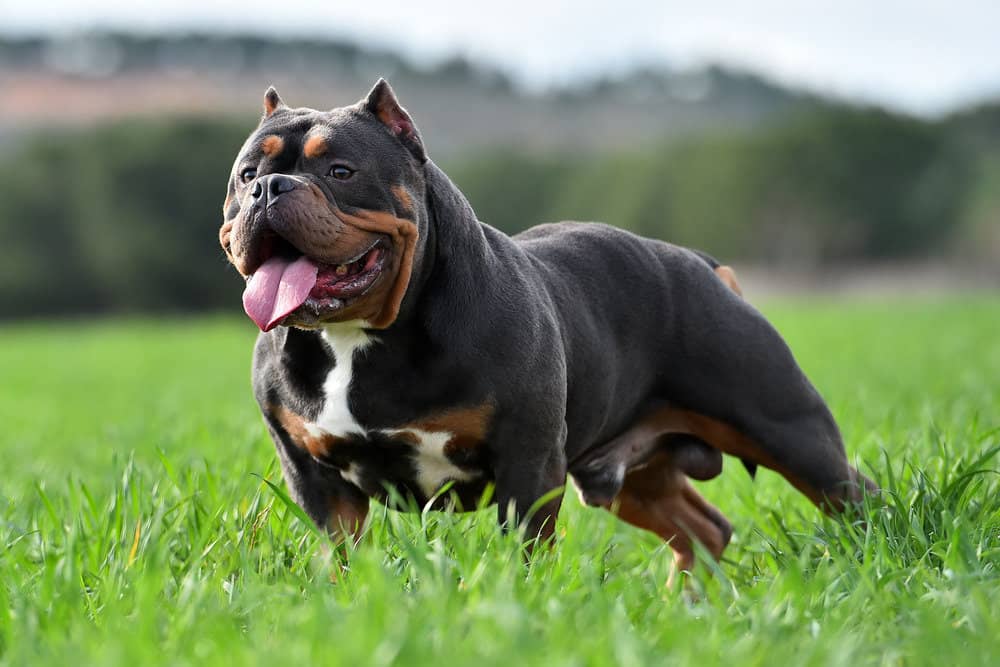 Are American Bully Smart?