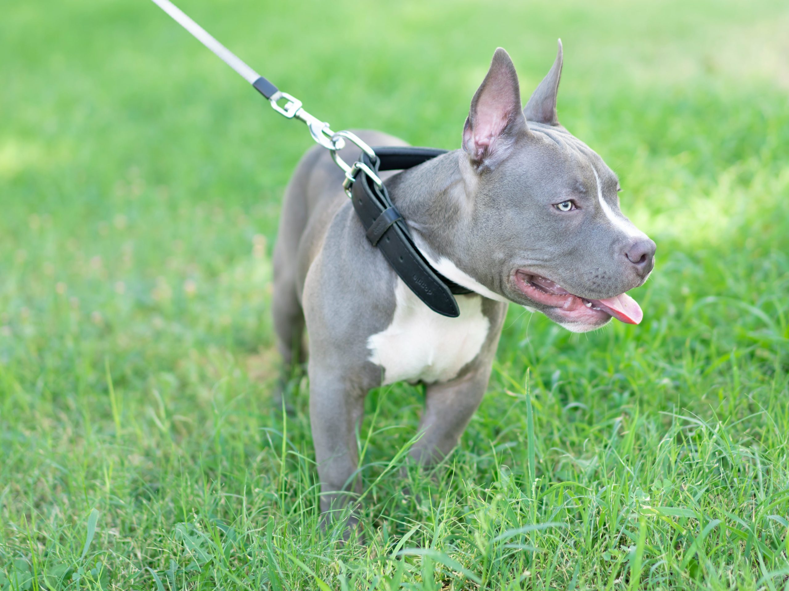 Are American Bully Xl Dangerous?