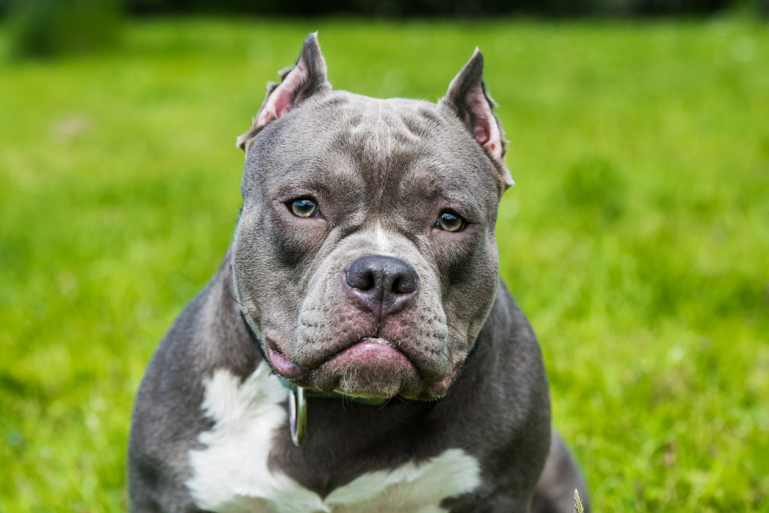 Are American Bully Xl Dangerous?