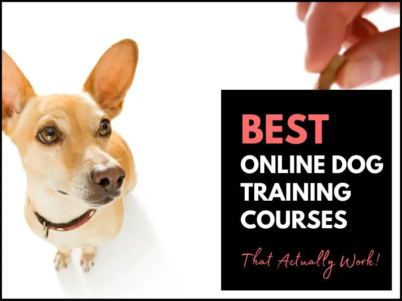 Are There Any Online Courses Available For Dog Behavior Training?