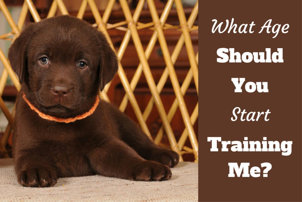 At What Age Can Dogs Start Obedience Training?