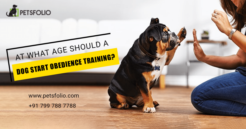 At What Age Should Dogs Begin Obedience Training?