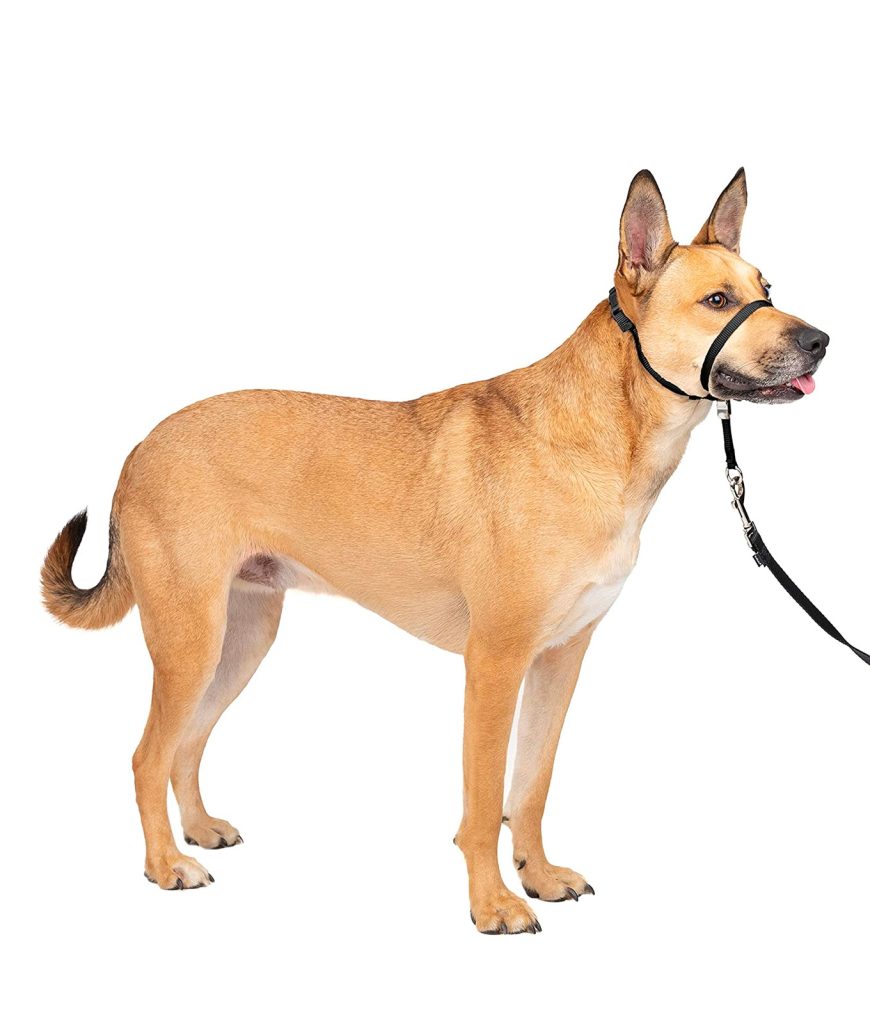 Best Dog Obedience Training Collar?