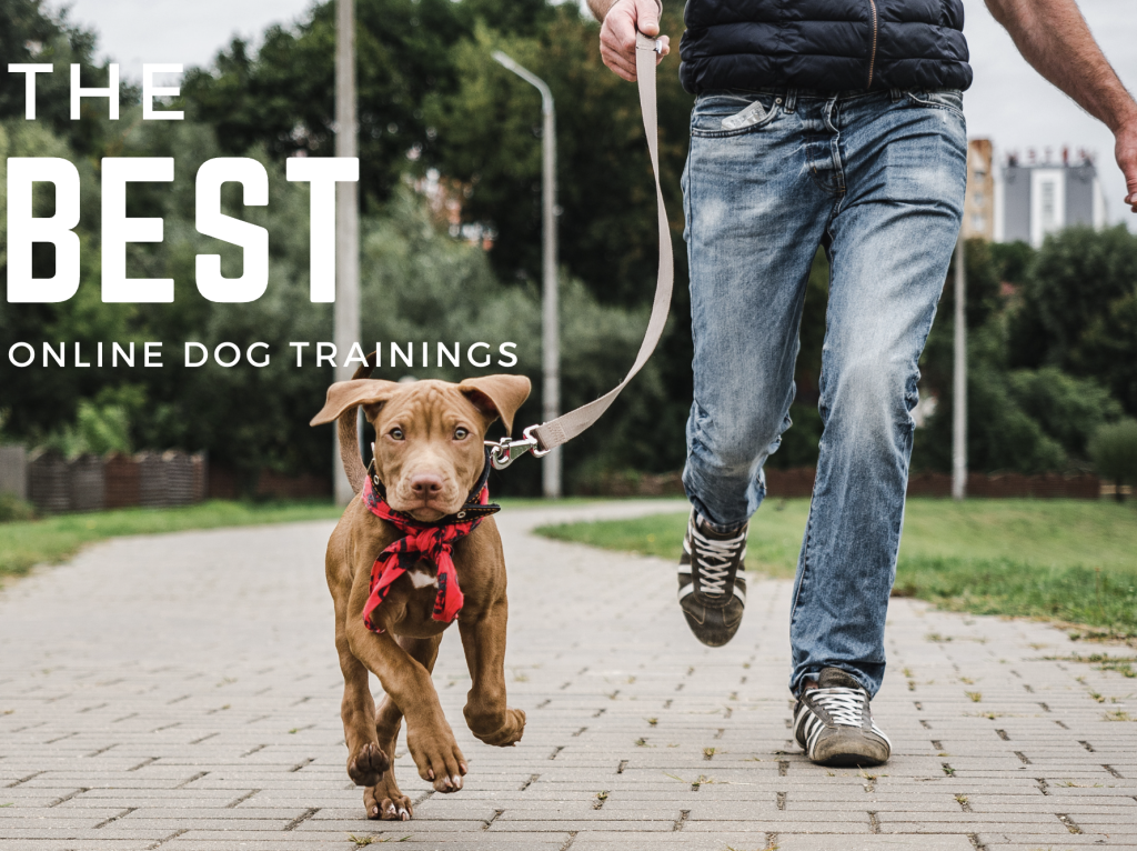 Best Online Dog Obedience Training Courses?