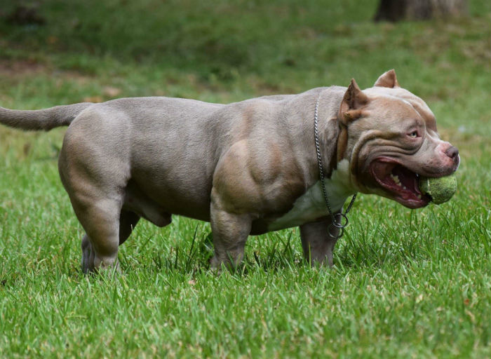 Can American Bully Be A Guard Dog?