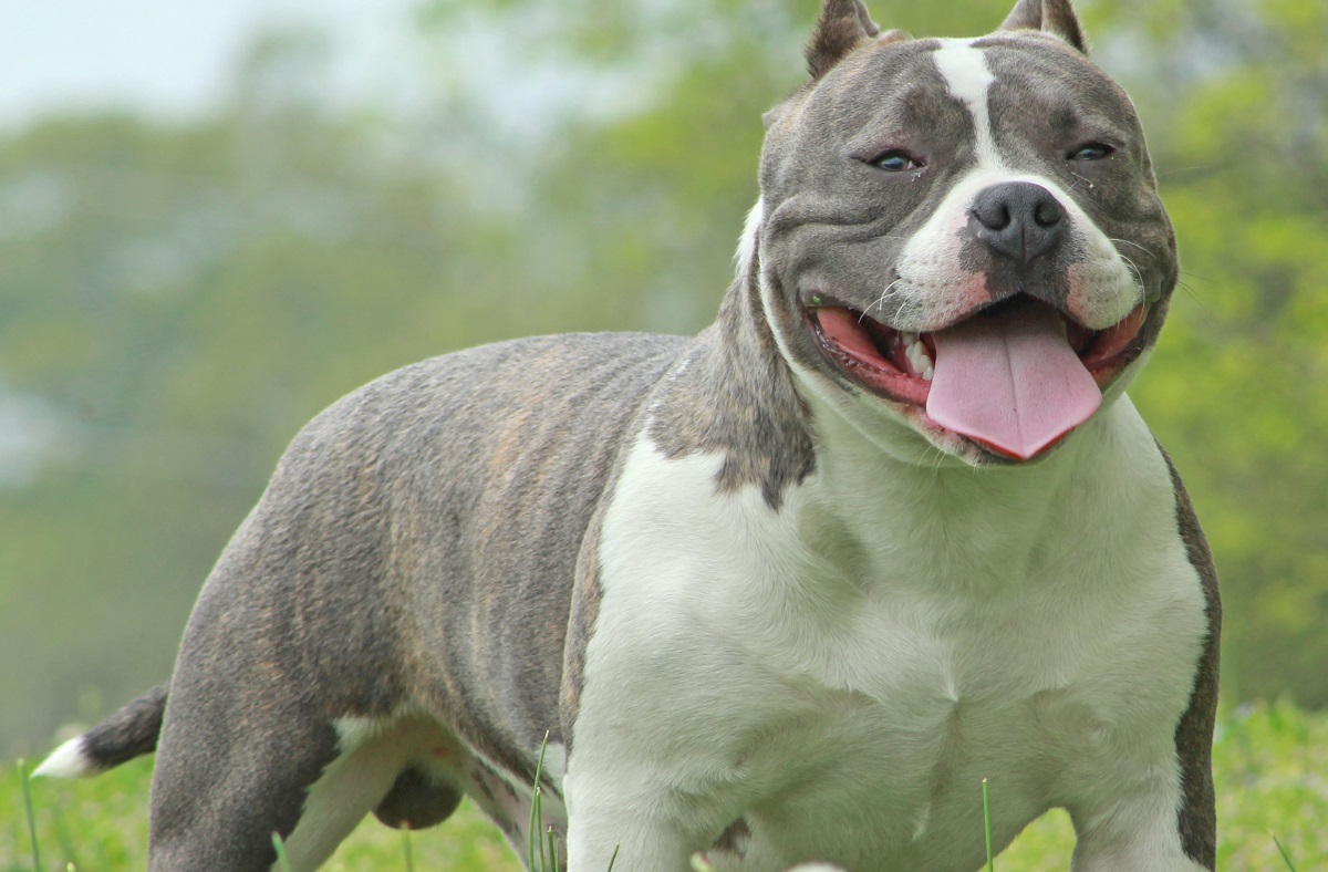 Can American Bully Be A Guard Dog?