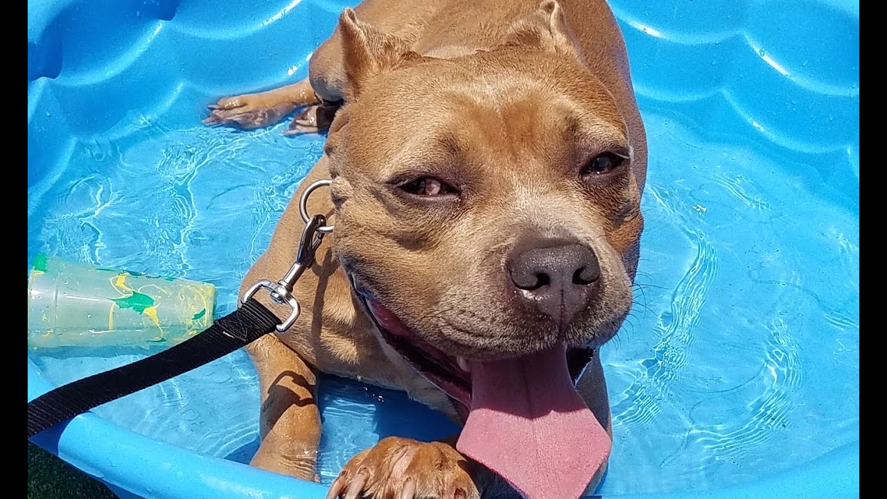 Can American Bully Dogs Swim?