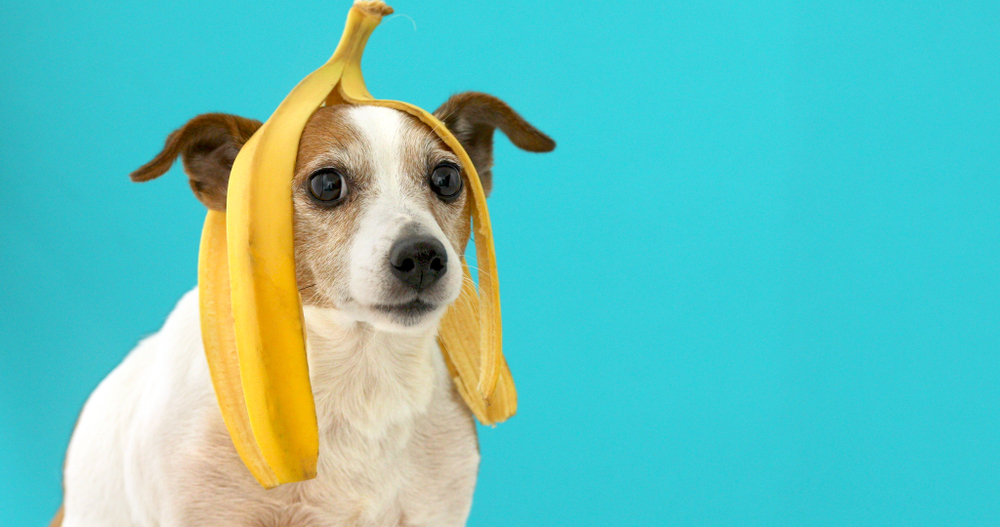 Can American Bully Eat Banana?