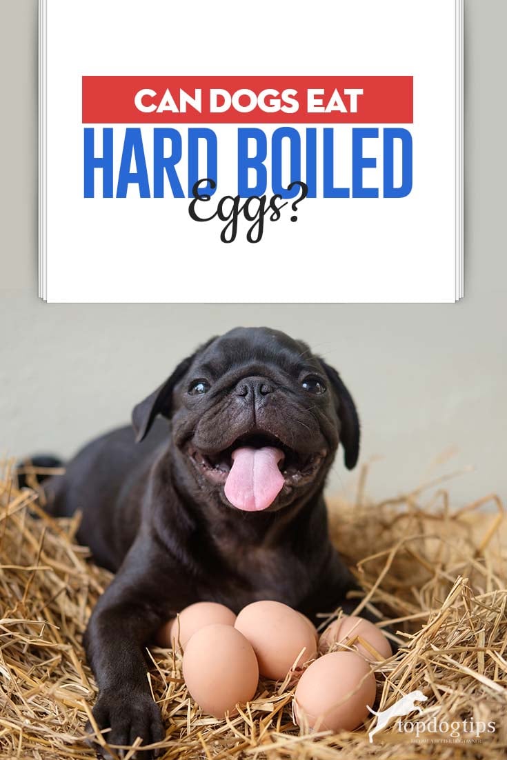 Can American Bully Eat Boiled Egg?