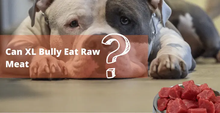 Can American Bully Eat Chicken?