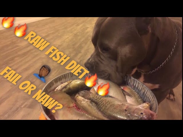 Can American Bully Eat Fish?