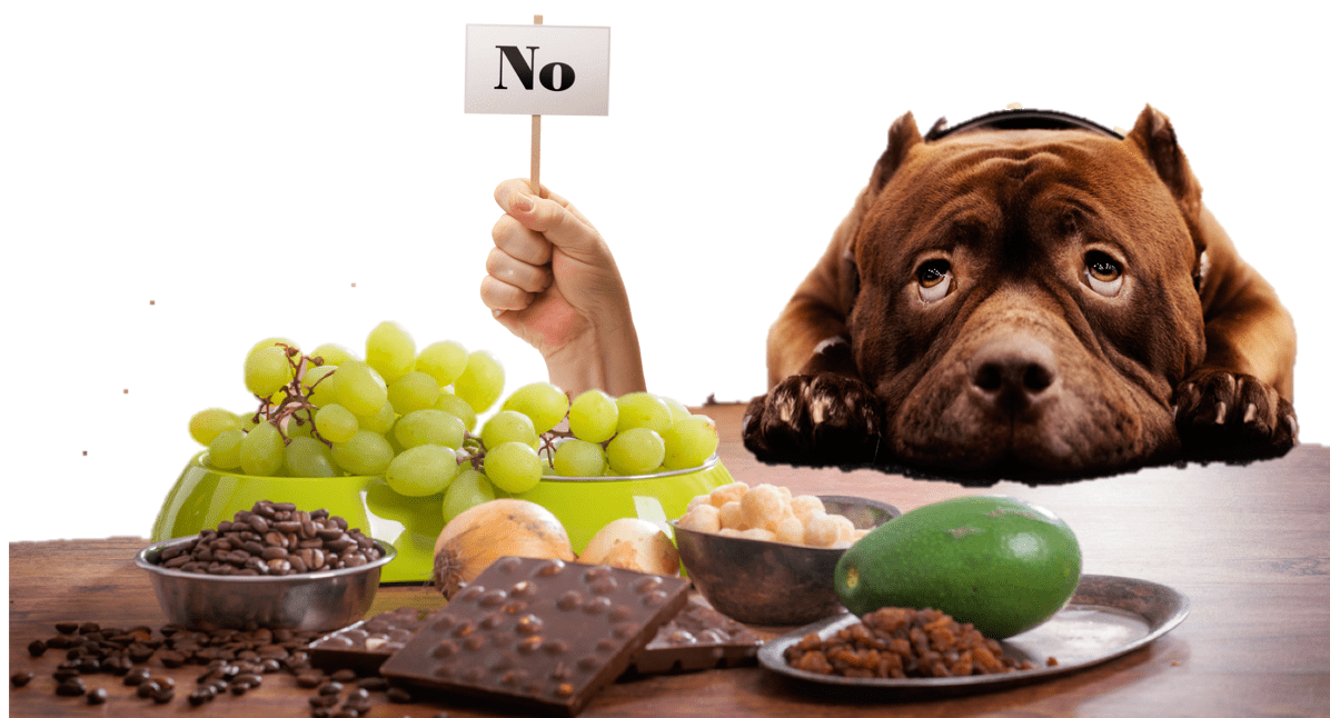 Can American Bully Eat Grapes?