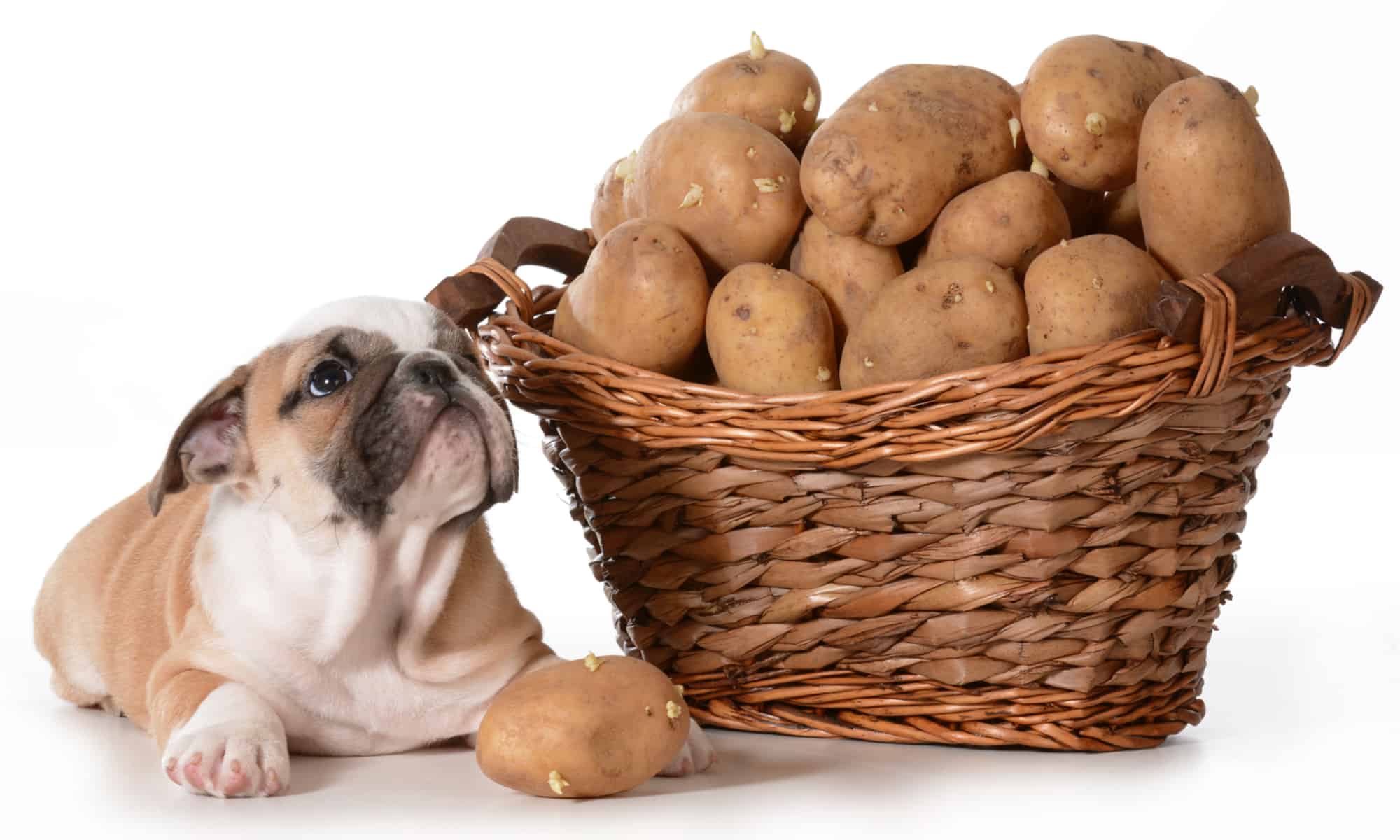 Can American Bully Eat Potatoes?