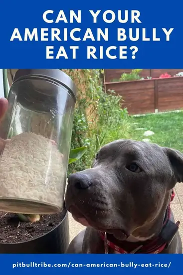 Can American Bully Eat Rice?