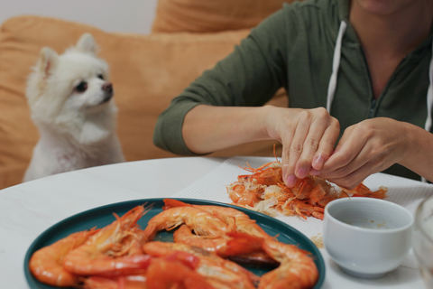 Can American Bully Eat Shrimp?