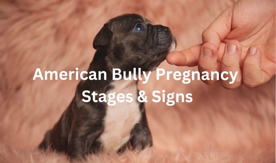 Can American Bully Give Birth Naturally?
