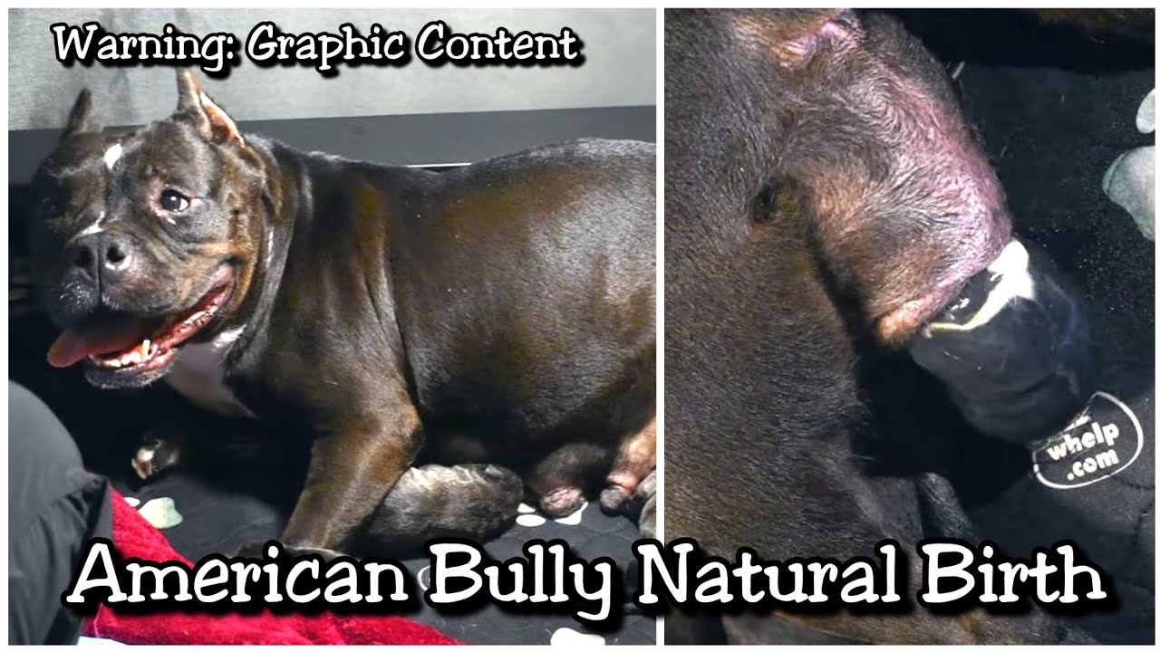 Can American Bully Give Birth Naturally?