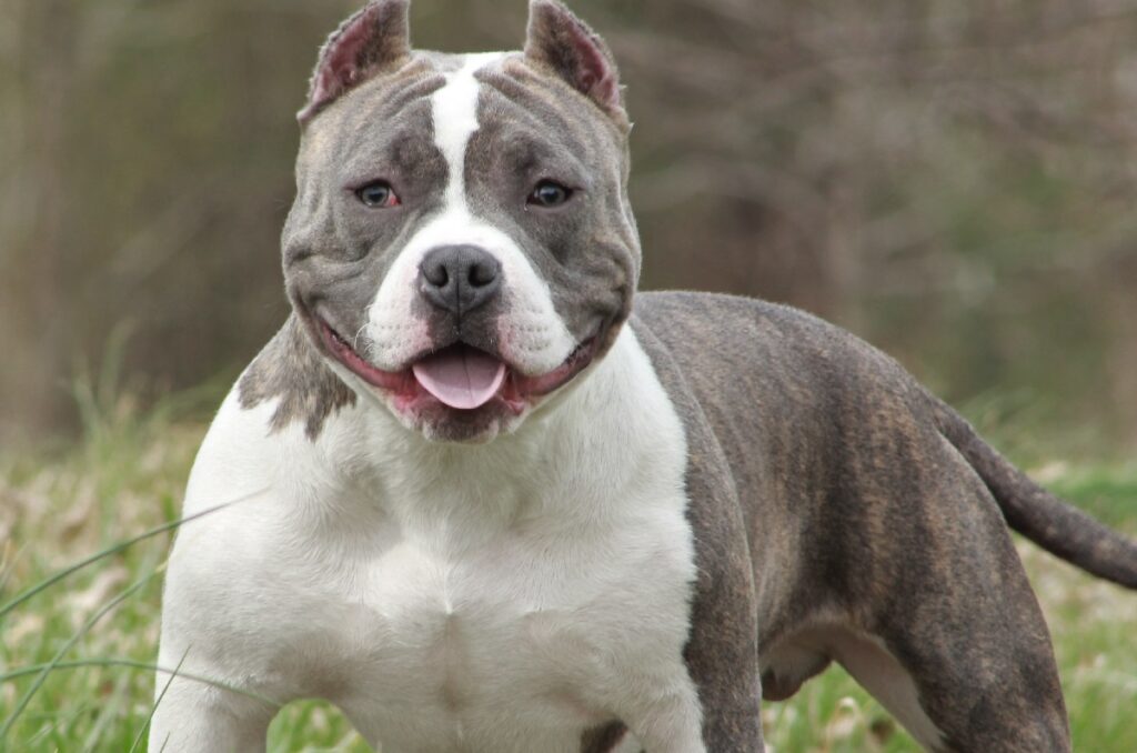 Do American Bully Shed?