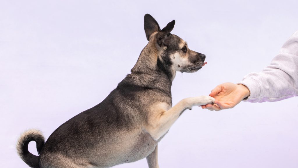 Does Dog Obedience Training Effectively Improve Behavior?