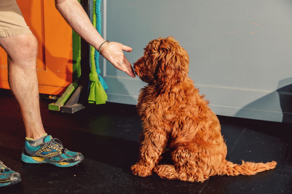 Does Dog Obedience Training Effectively Improve Behavior?
