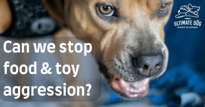 Effective Methods to Address Possessive Aggression in Dogs