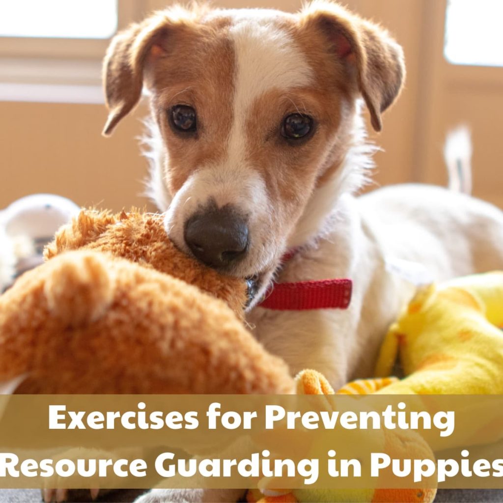 Effective Strategies to Prevent Puppy Guarding