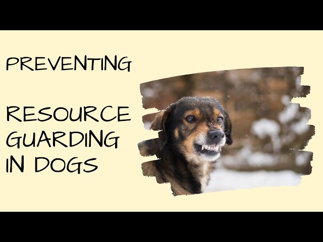 Effective Strategies to Prevent Puppy Guarding
