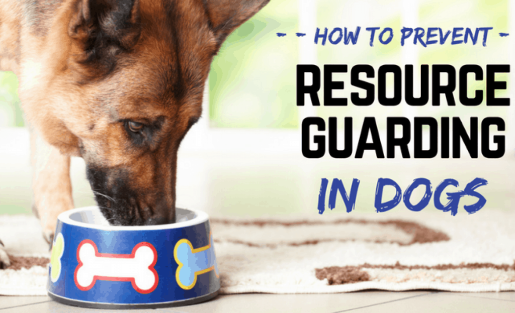 Effective Strategies to Prevent Resource Guarding in Dogs