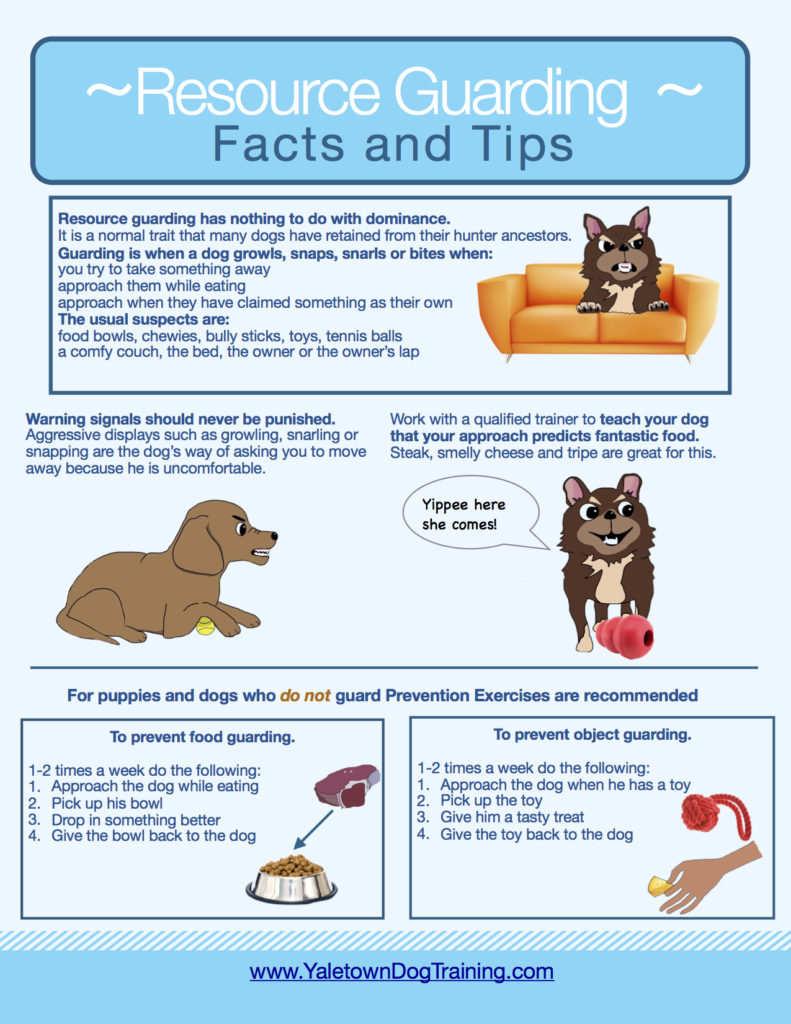 Effective Strategies to Prevent Resource Guarding in Dogs